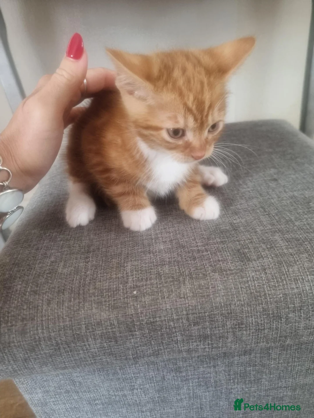 Mixed Breed cats for sale: Lovely Kittens Looking for Their Forever Homes 🐾 - Advert 2