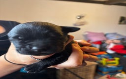 Goldador dogs for sale: Goldador puppies - Image 8