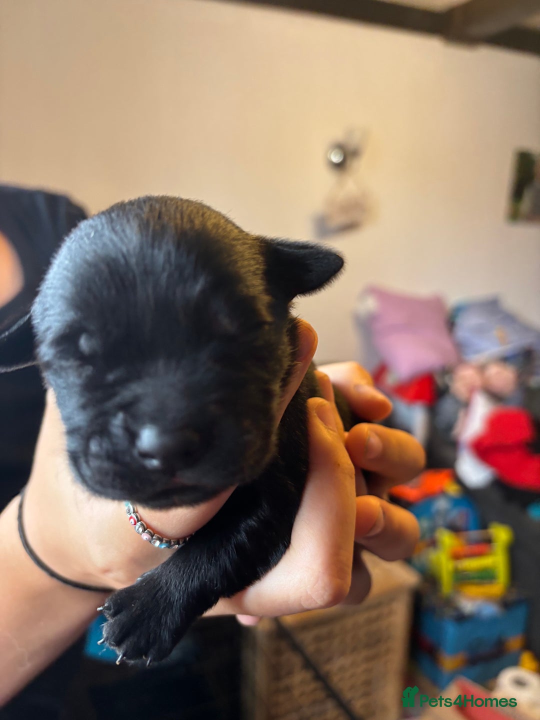 Goldador dogs for sale: Goldador puppies - Image 8