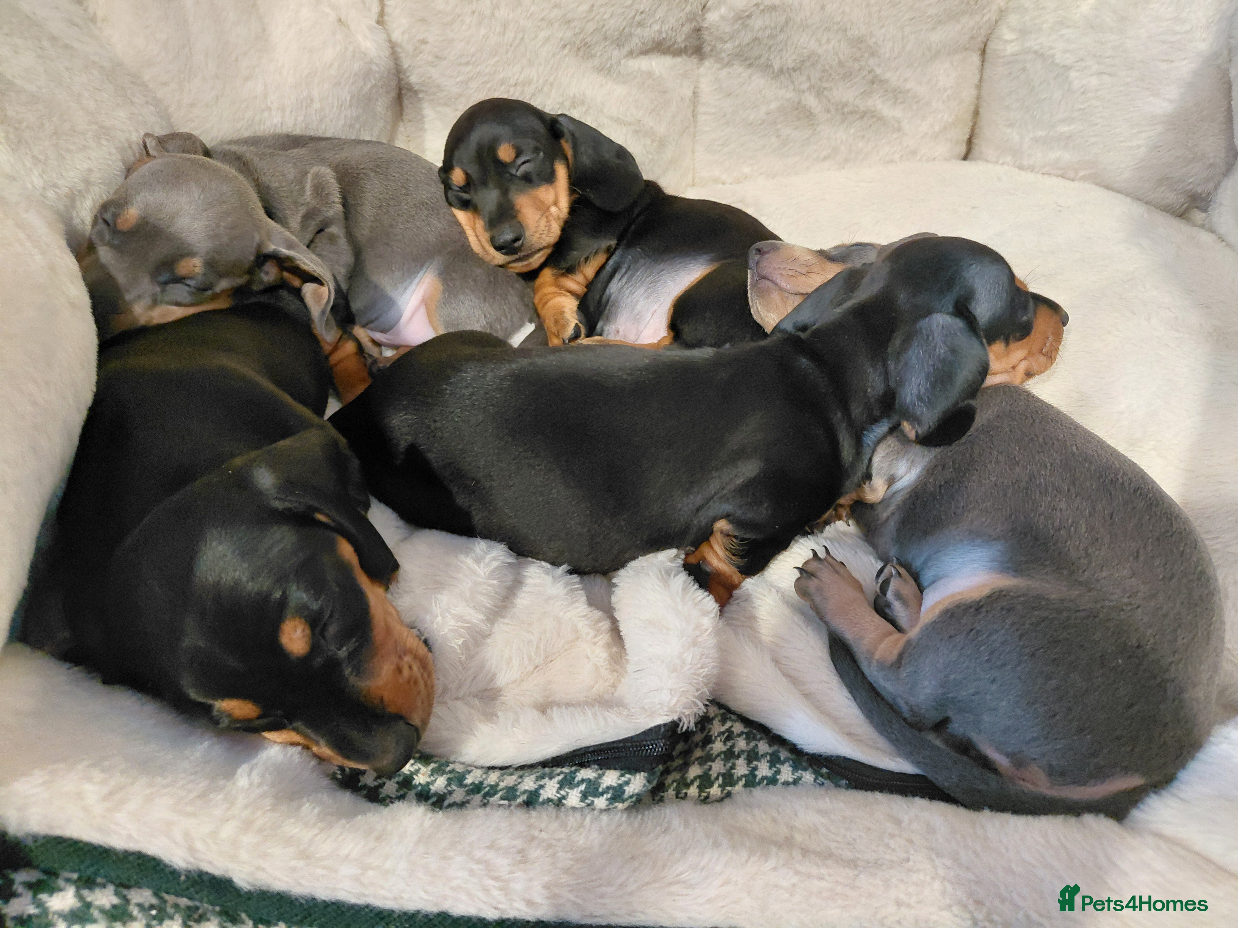 Miniature Dachshund dogs Miniature Dashund puppies  - Advert 1