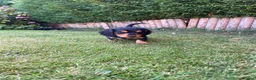 Miniature Dachshund dogs for sale: Miniature long haired dachshunds - Advert 7