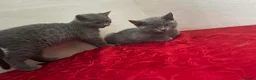 British Shorthair cats for sale: British sorthair - Advert 15