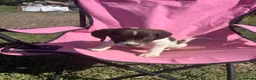 English Springer Spaniel dogs for sale: English springer spaniel pups for sale - Advert 35