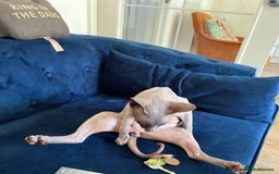 Sphynx cats for sale: Dark grey canadian sphynx boy for sale  - Image 6