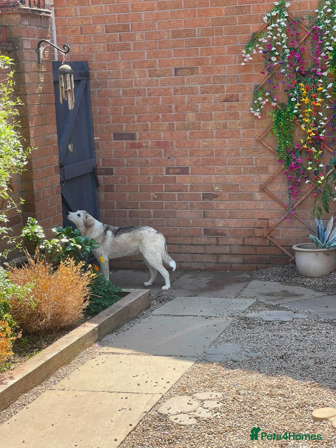 Mixed Breed dogs for adoption: 🐾🌸NALA – The Little Survivor Who Never Gave Up🌸 in Stockton-on-Tees - Advert 14