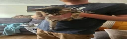 Mixed Breed cats for sale: 2 kittens for sale 1 male and 1 female in Tadley - Advert 8