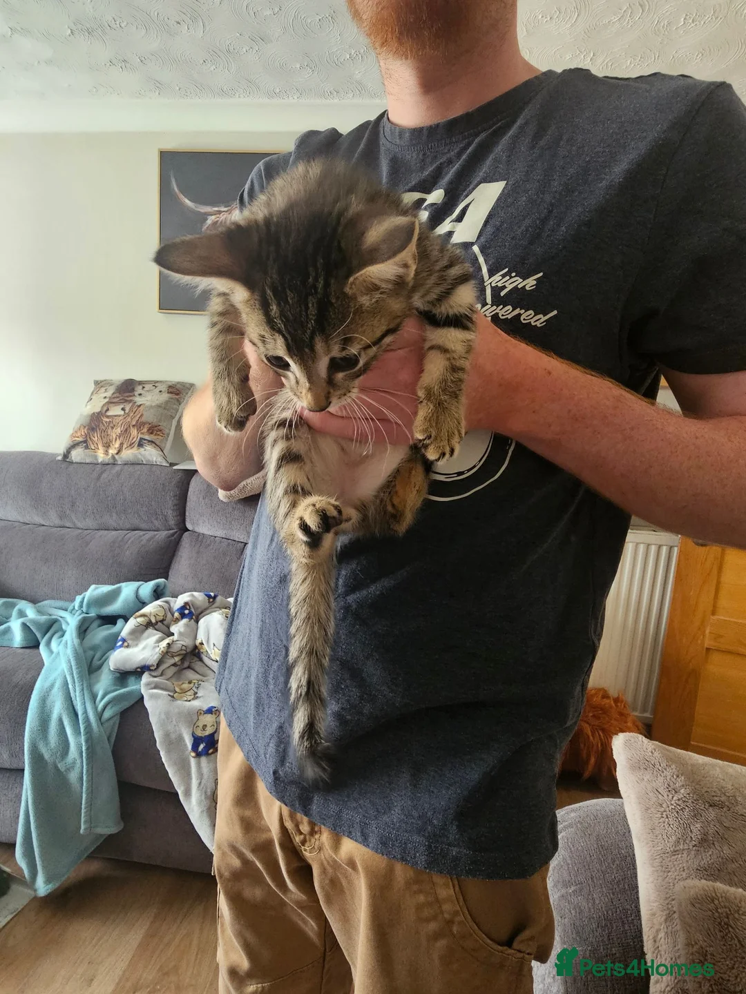 Mixed Breed cats for sale: 2 kittens for sale 1 male and 1 female in Tadley - Advert 8