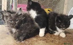 British Longhair cats for sale: British long hair kittens - Advert 5