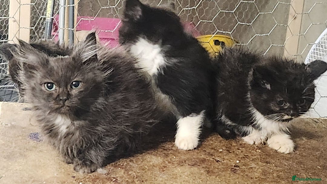 British Longhair cats for sale: British long hair kittens - Advert 5