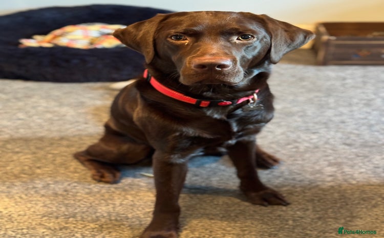 Labrador Retriever dogs - Advert 2