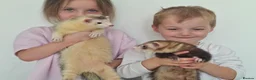 Ferret rodents for sale: Silly tame ferrets - Advert 5