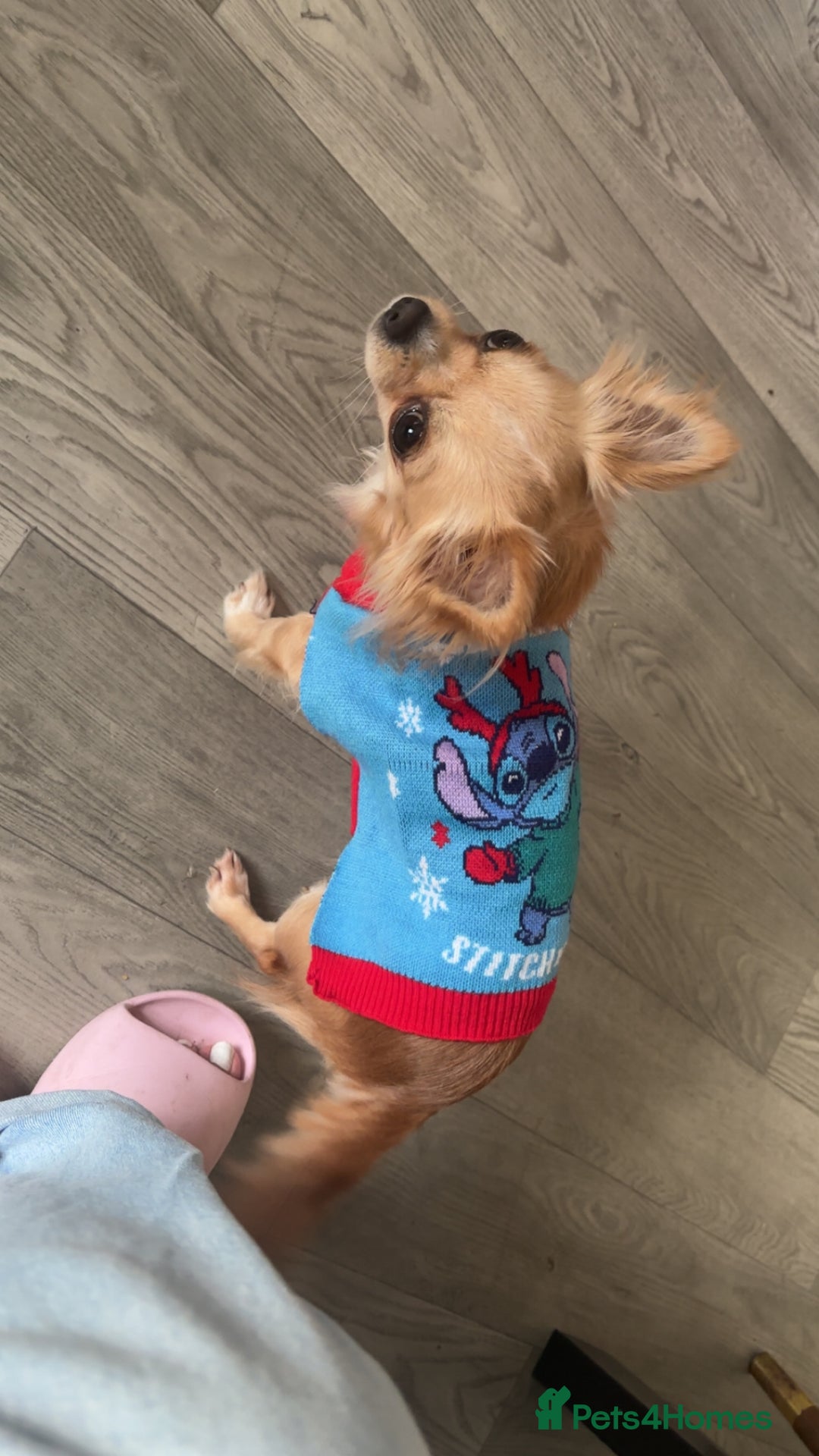 Chihuahua dogs for sale: Beautiful tiny Chihuahua - Advert 4