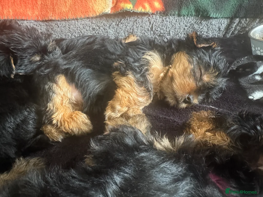 Yorkshire Terrier dogs for sale:  Beautiful pure bred Yorkshire terriers  - Advert 2