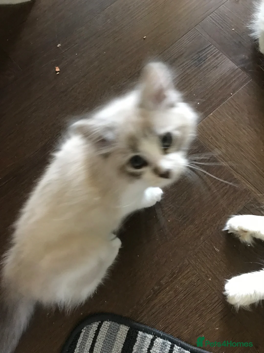 Siberian cats for sale: Siberian GCCF 2 males ready now  - Advert 2