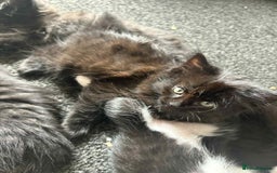 Mixed Breed cats for sale: Beautiful kittens for sale - Image 7