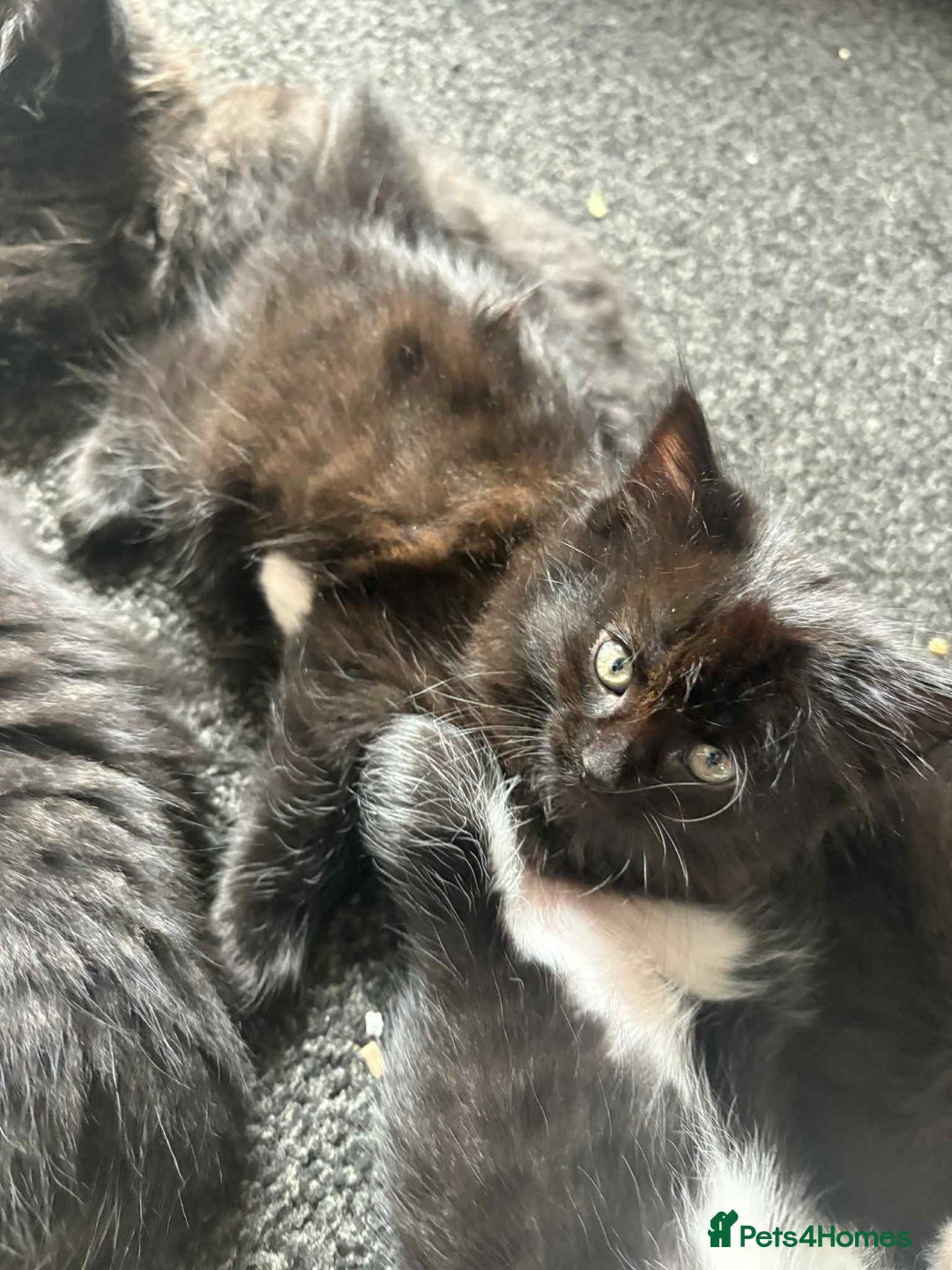 Mixed Breed cats for sale: Beautiful kittens for sale - Image 7