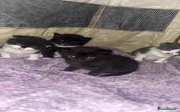 Mixed Breed cats for sale: Beautiful fluffy kittens for excellent homes  in Gillingham - Image 2