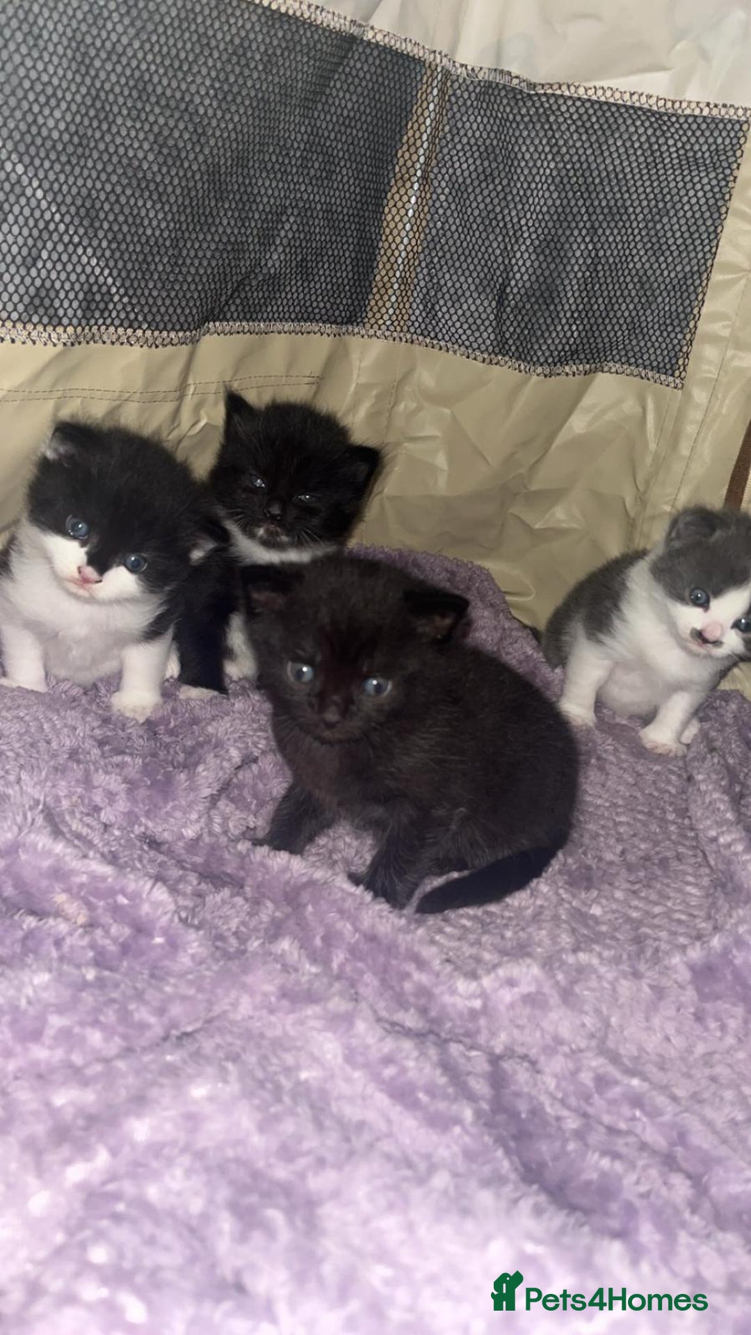 Mixed Breed cats for sale: Beautiful fluffy kittens for excellent homes  in Gillingham - Image 2