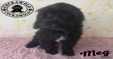 Cockapoo dogs - Advert 9