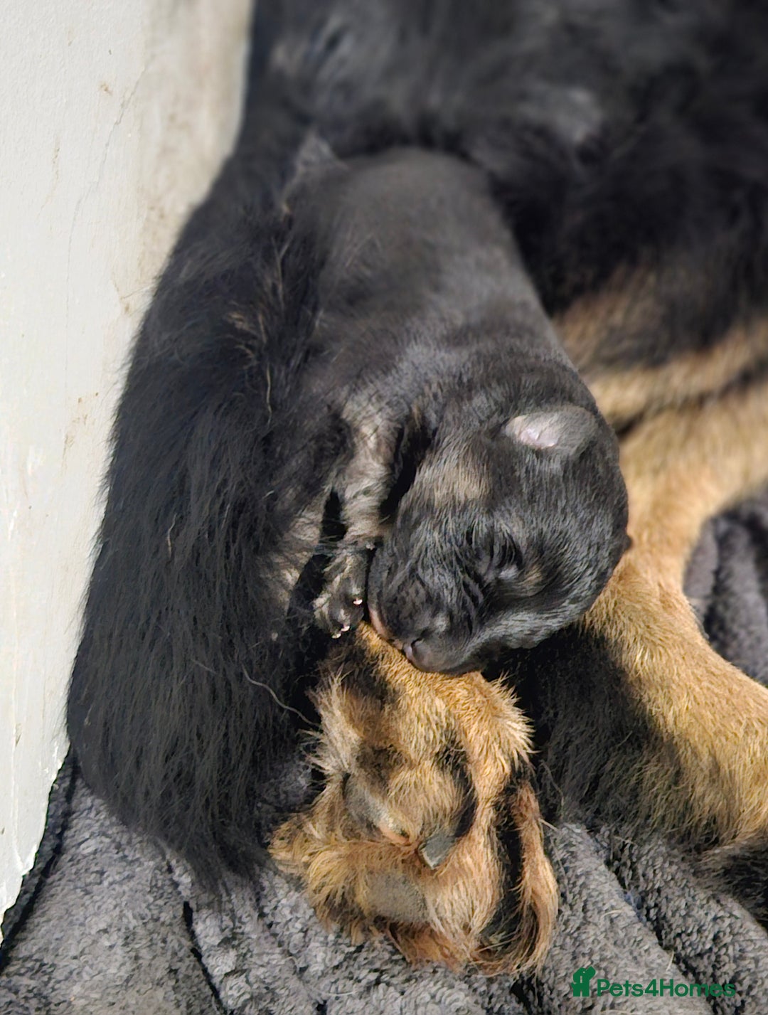 German Shepherd dogs for sale: Long haired german shepherd puppies - Advert 2