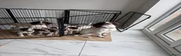 English Springer Spaniel dogs for sale: English springer spaniel puppy’s  - Advert 2