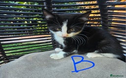 Persian cats for sale: Very beatifull mix breed/Persian kittens  - Image 14