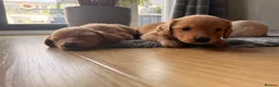 Miniature Dachshund dogs for sale: Miniature Long Haired Dachshund  - Advert 11
