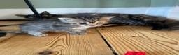 Mixed Breed cats for sale: Kittens - Advert 7