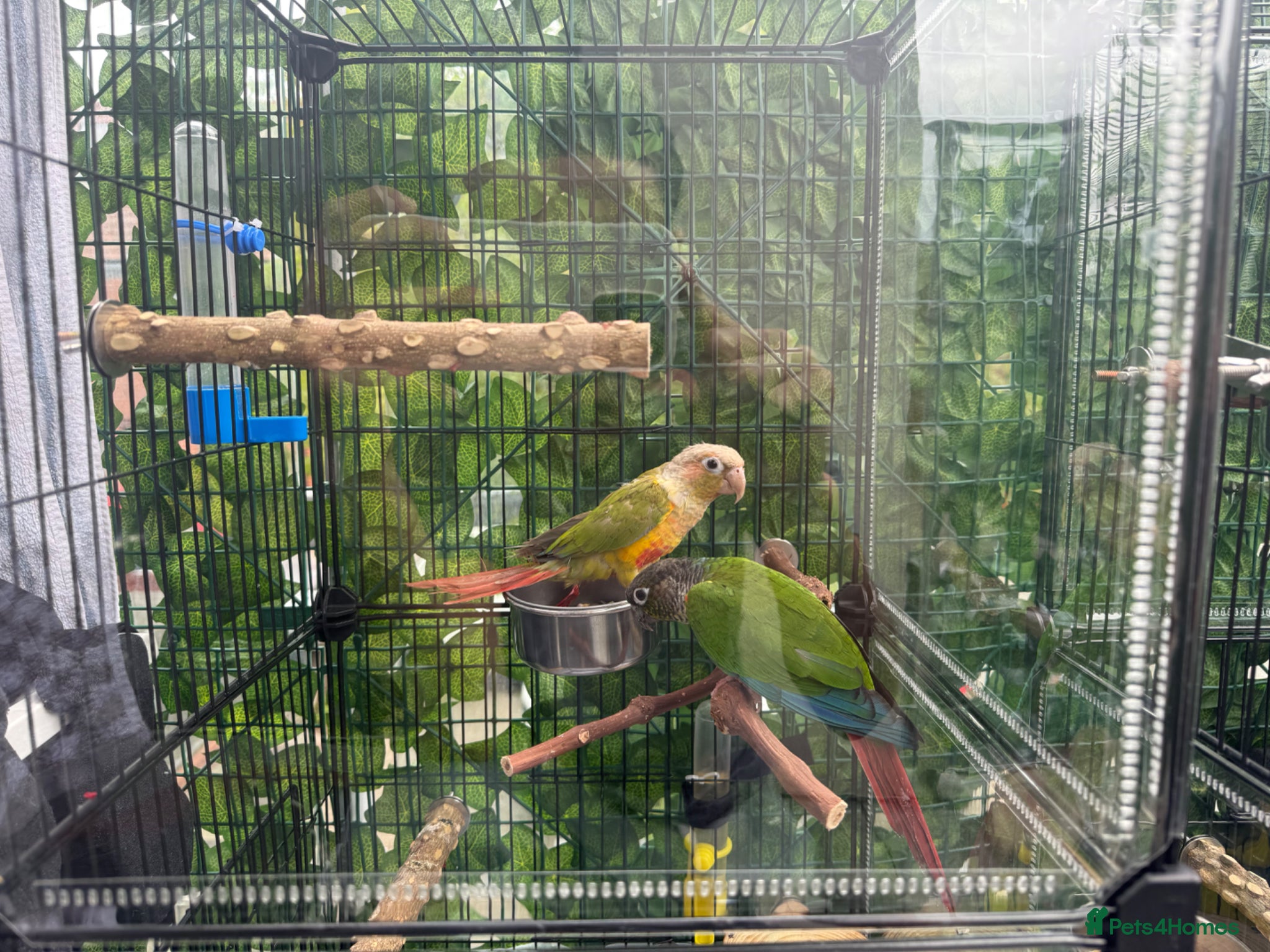 Conures birds Beautiful conures  - Advert 11