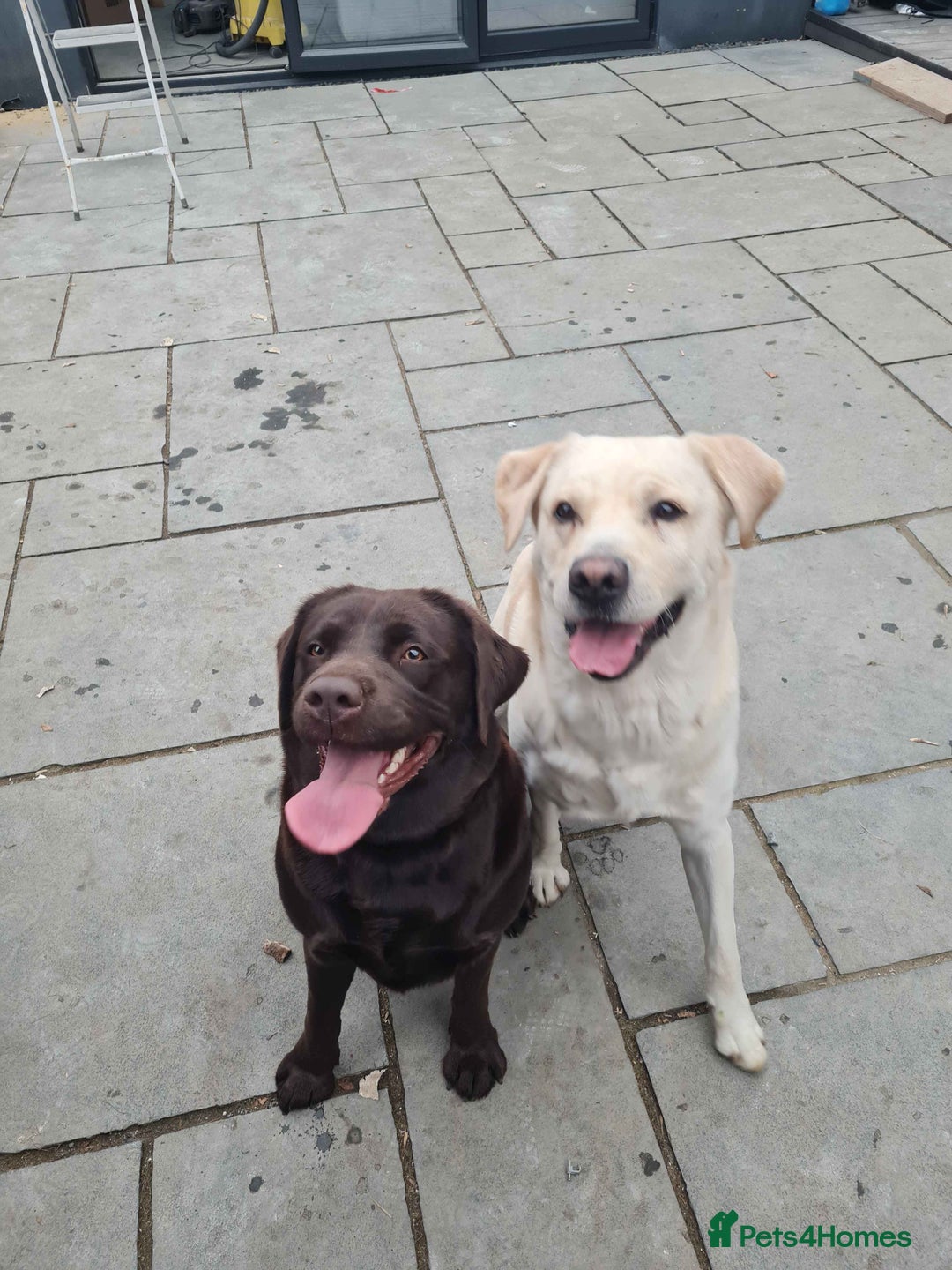 Labrador Retriever dogs for sale: Beautiful Golden and Black Labs - Advert 8