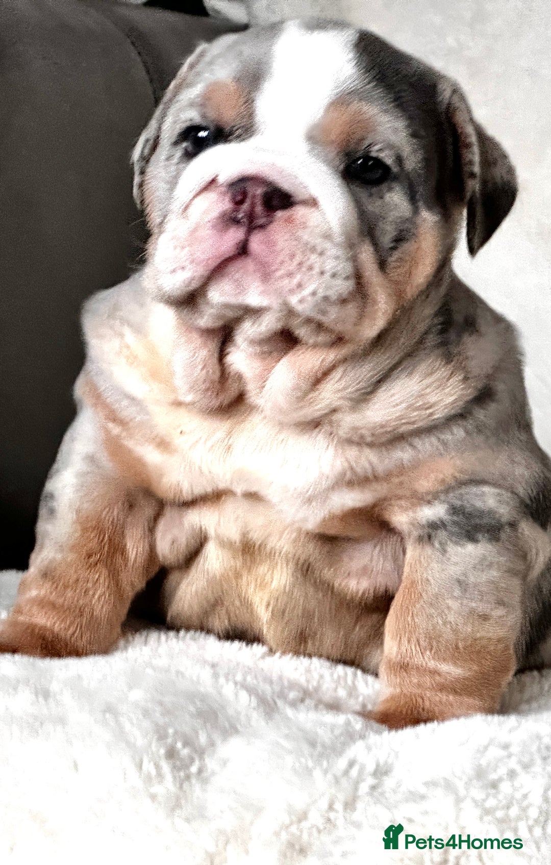 English Bulldog dogs for sale: British bulldog  - Image 4