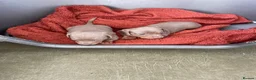 Dachshund dogs for sale: Dachshund puppies Isabella and Tan in Wolverhampton - Advert 7