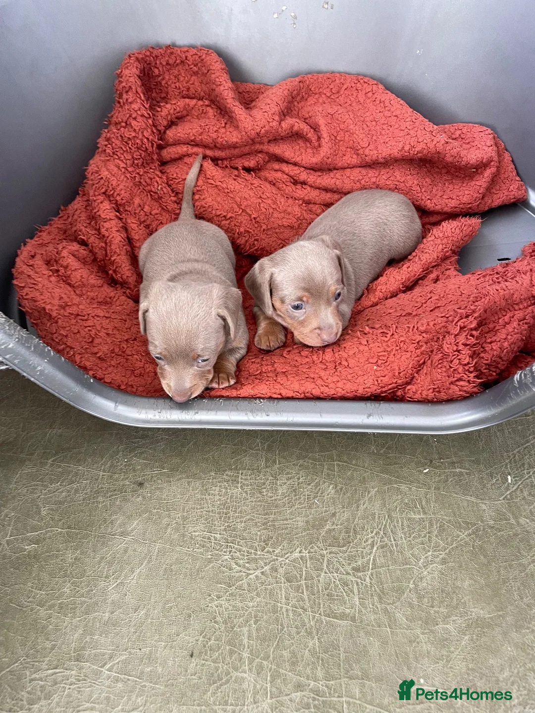 Dachshund dogs for sale: Dachshund puppies Isabella and Tan in Wolverhampton - Advert 7