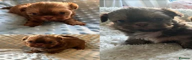 Shih Tzu 2
