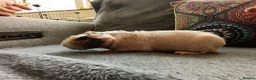 Guinea Pig rodents for sale: Skinny/werewolf pigs - Advert 14