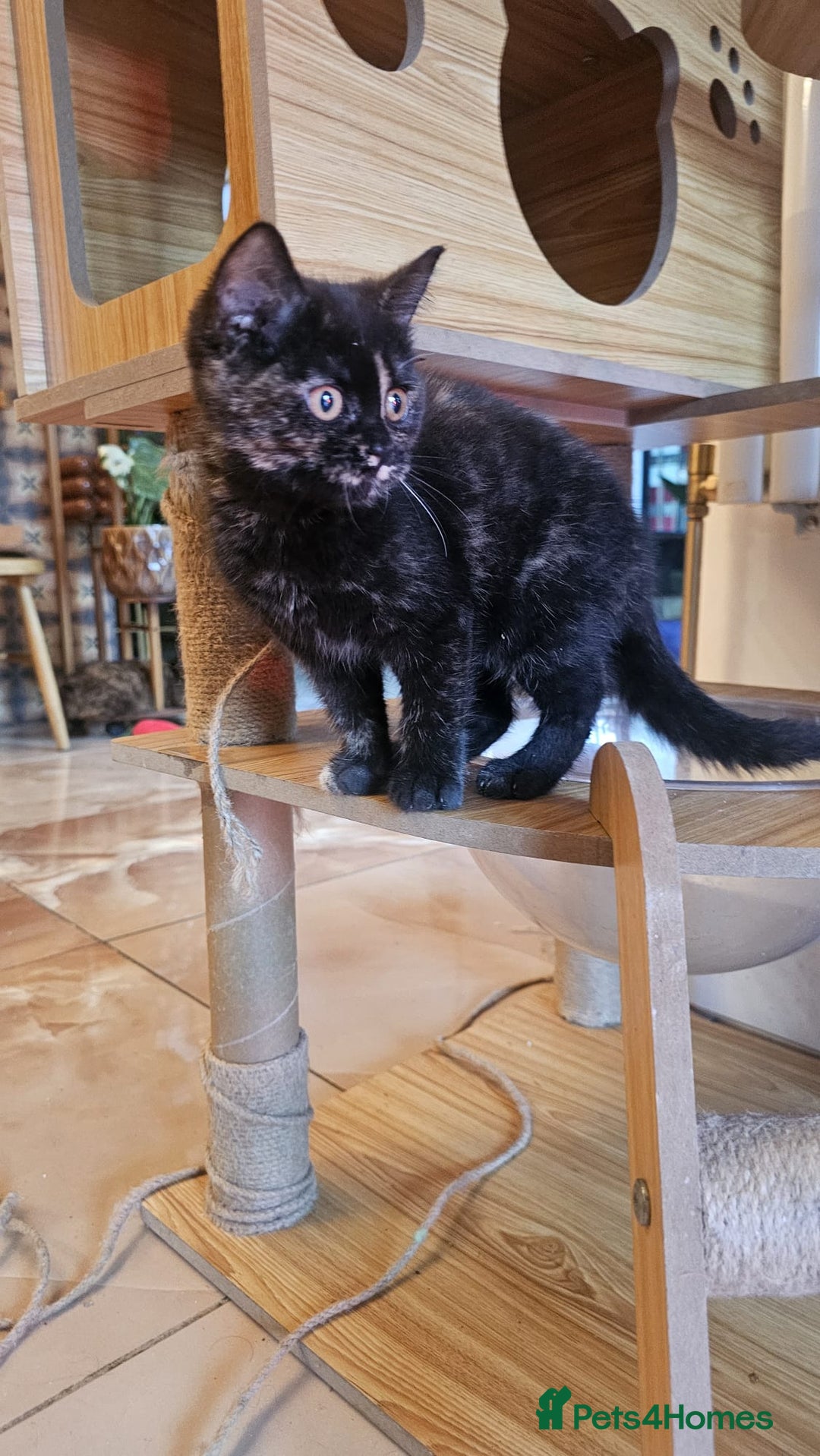 British Shorthair cats for sale: Gorgeous British Shorthair Kittens Ready Now! - Advert 15