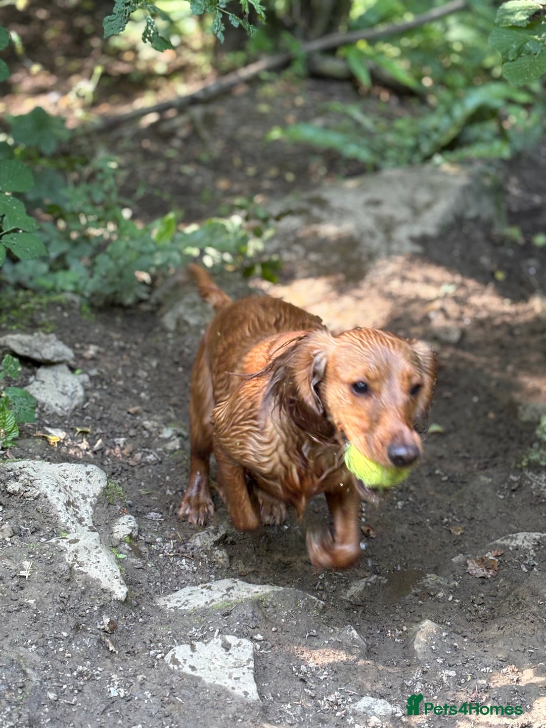 Cocker Spaniel dogs for sale: Cocker spaninel  - Advert 5