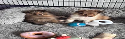 Shetland Sheepdog dogs for sale: Beautiful sable Shetland sheepdog puppies  - Advert 7