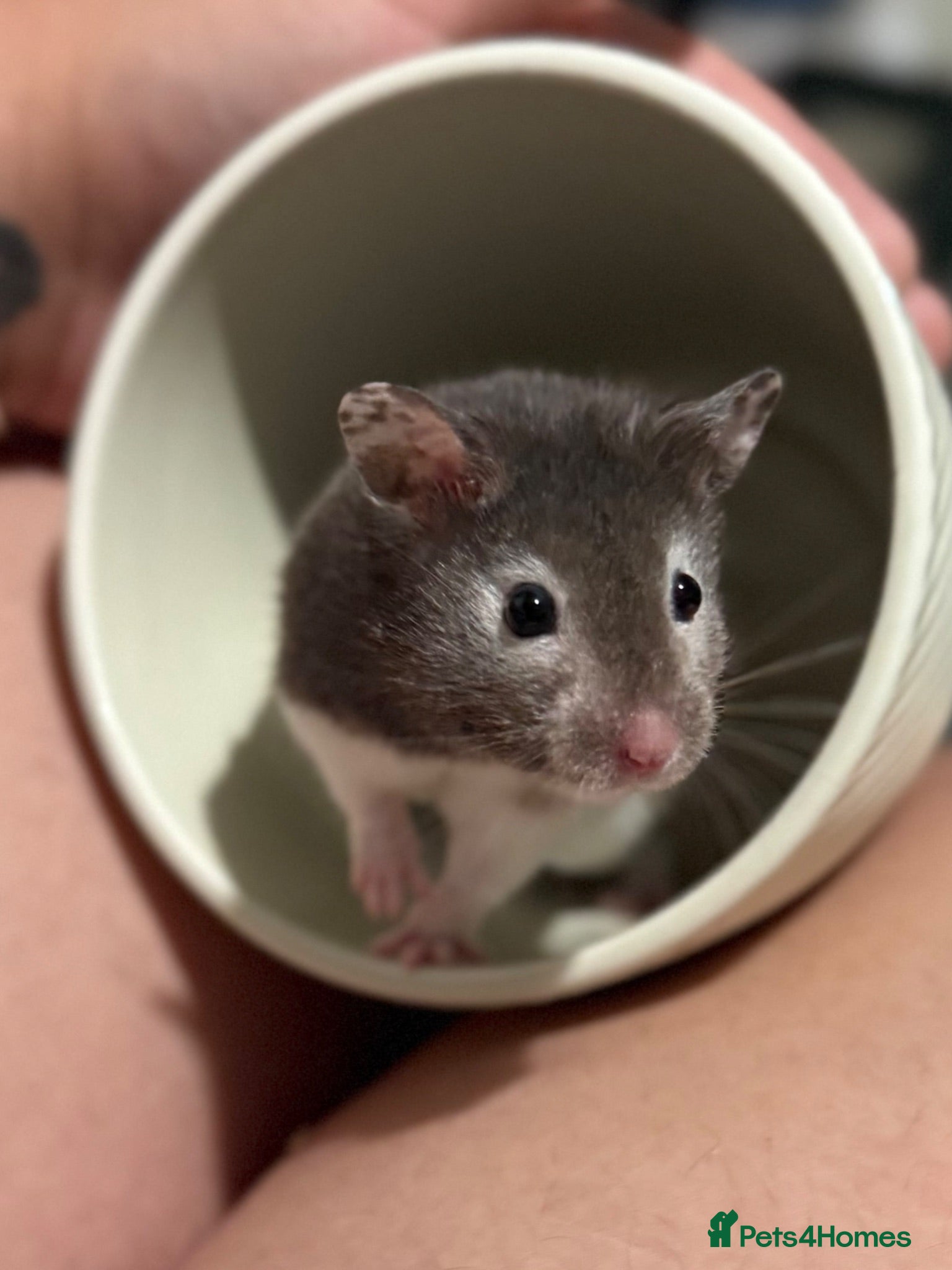 Hamster rodents Super Friendly Male Syrian And Set Up - Advert 1