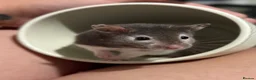 Hamster rodents for sale: Super Friendly Male Syrian And Set Up - Advert 1
