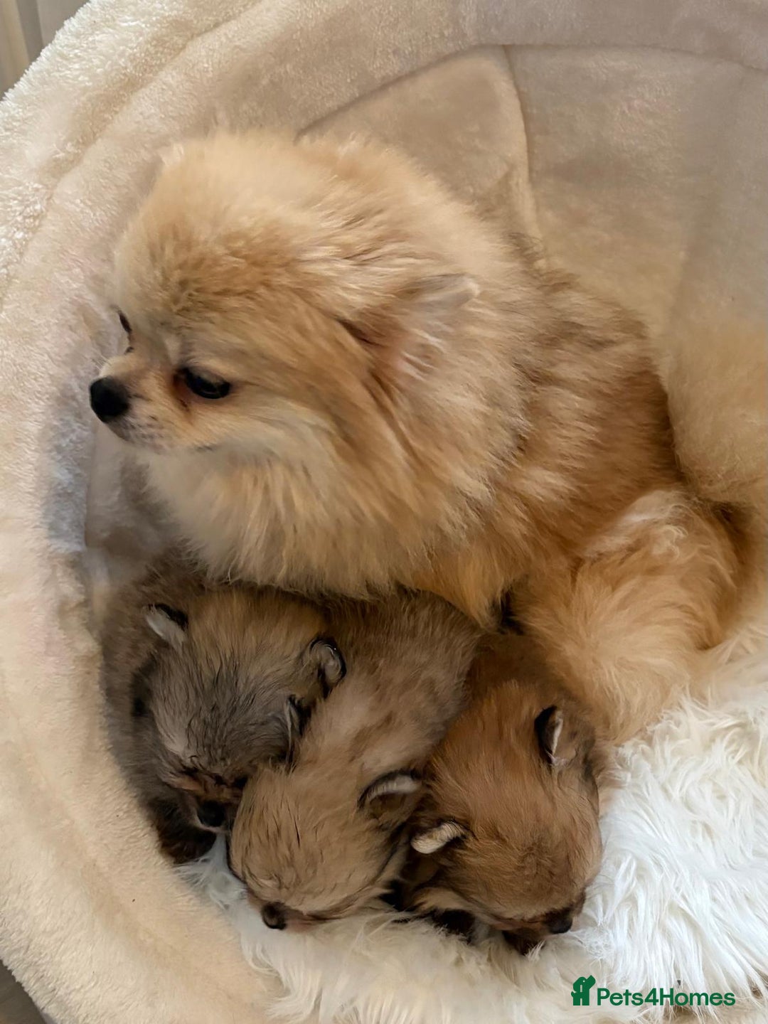 Pomeranian dogs for sale: Amazing KC pom puppies. Really tiny  - Advert 5