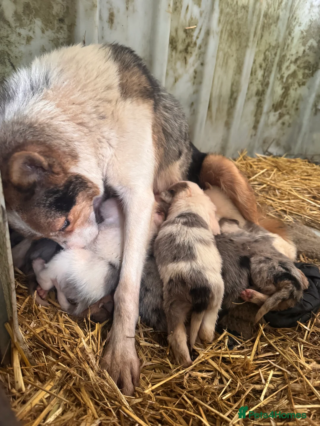 Border Collie dogs for sale: DEAF blue merle puppy - Advert 2