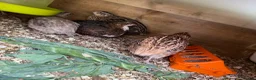 Quail poultry for sale: Mixed mutation coturnix quail  - Advert 2
