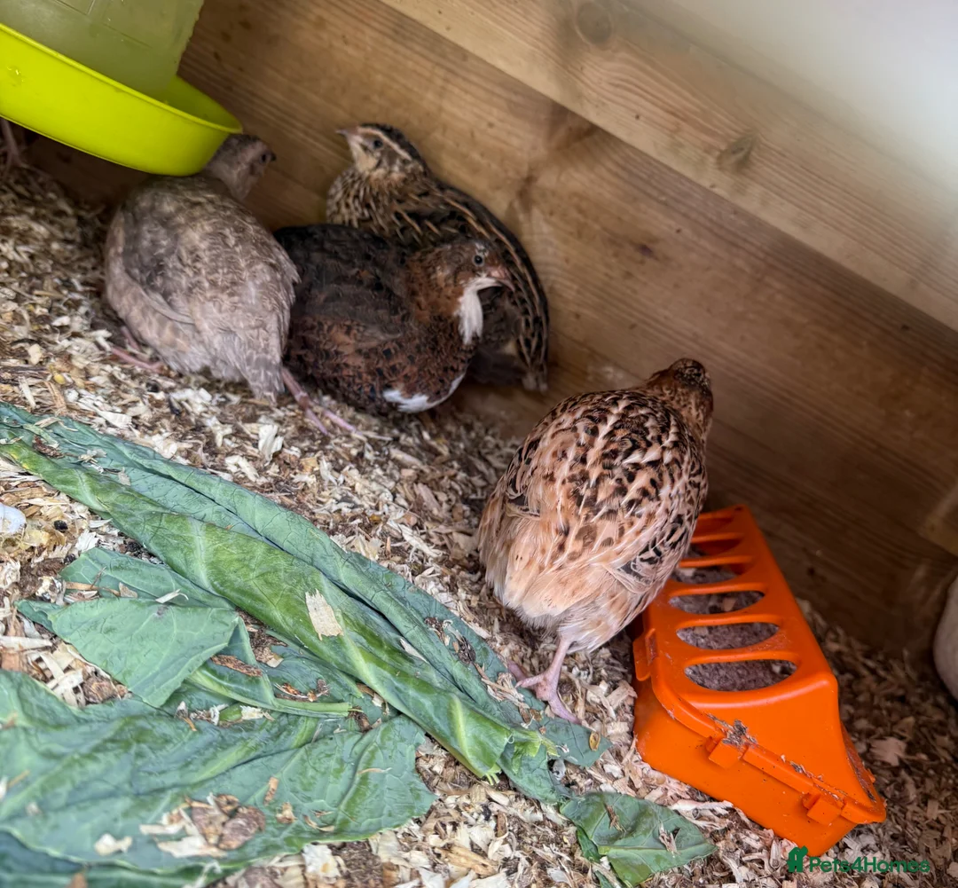 Quail poultry for sale: Mixed mutation coturnix quail  - Advert 2