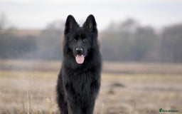 German Shepherd dogs for sale: Beautiful German Shepherd Pair for Rehome - Image 7