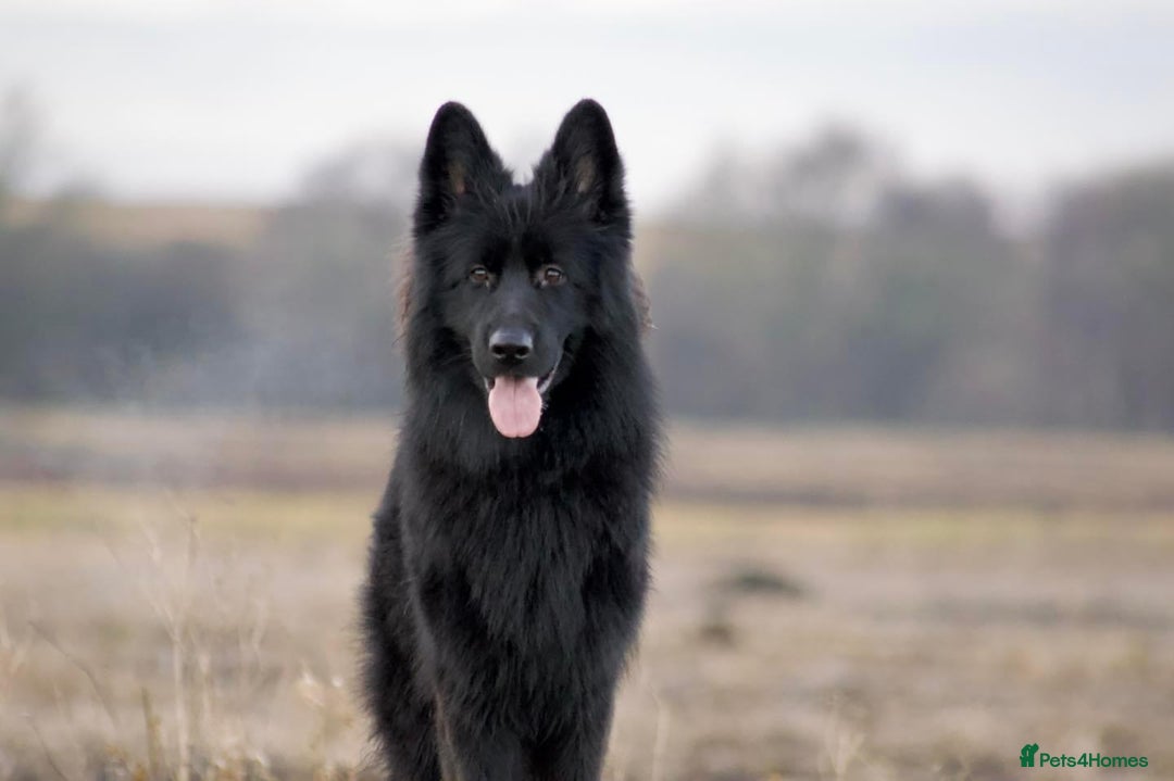 German Shepherd dogs for sale: Beautiful German Shepherd Pair for Rehome - Image 7