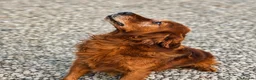 Golden Retriever dogs for sale: Very dark, low COI, KC working golden retrievers  - Advert 8