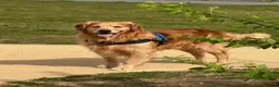 Golden Retriever dogs for sale: 🧸 Litter Announcement - Pedigree KC Puppies 🧸 - Advert 9
