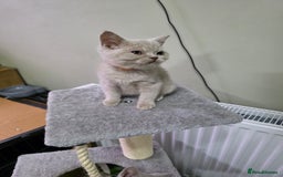 British Shorthair cats for sale: Beautiful British shorthair kittens - Image 19