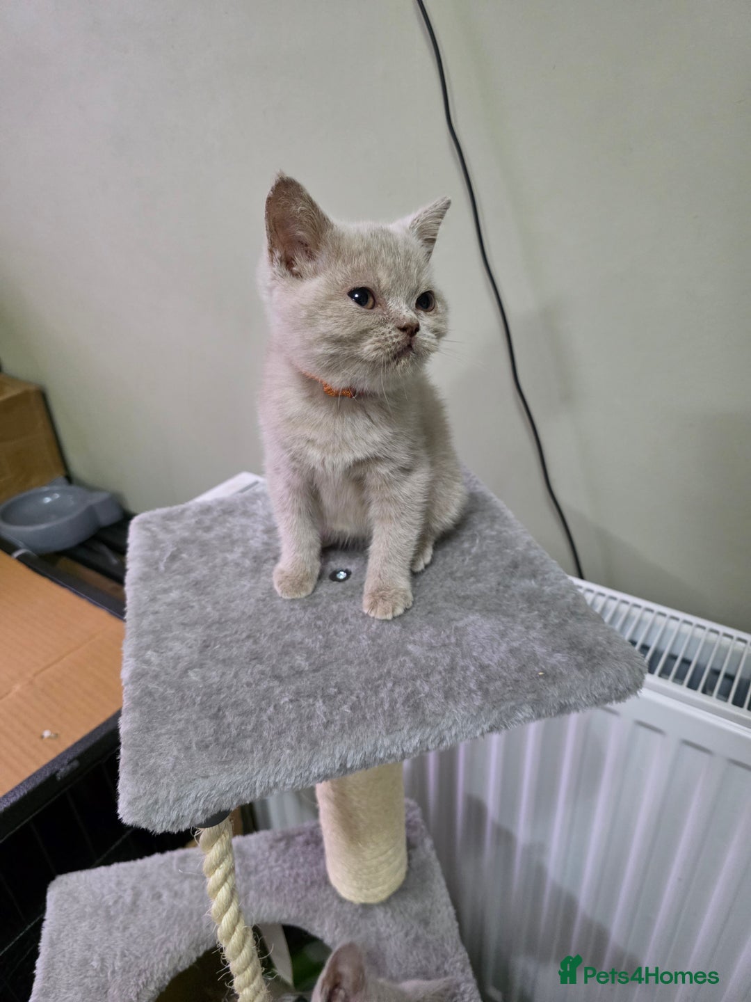 British Shorthair cats for sale: Beautiful British shorthair kittens - Image 19